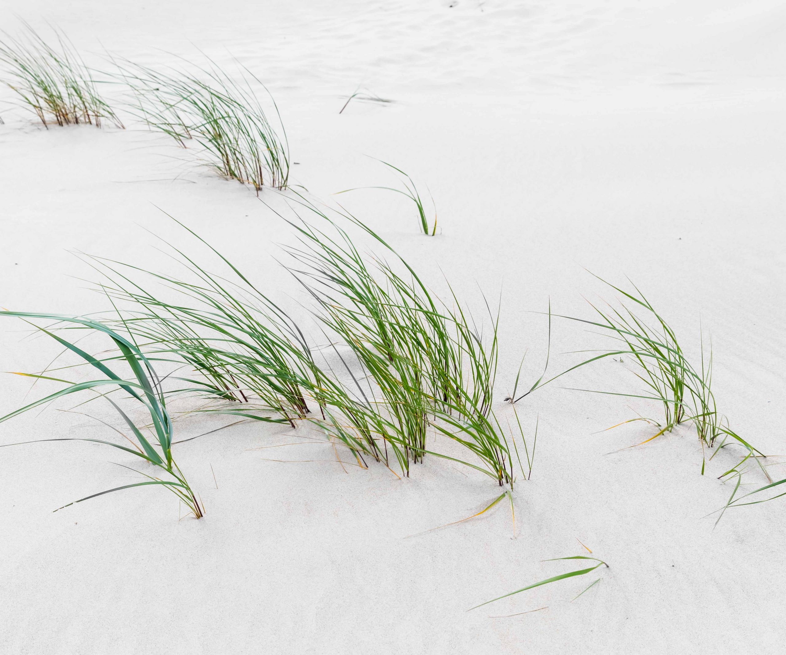 Baltic sea coast near Liepaja, Latvia. Green grass on the sandy beach of the Baltic Sea. Wild nature