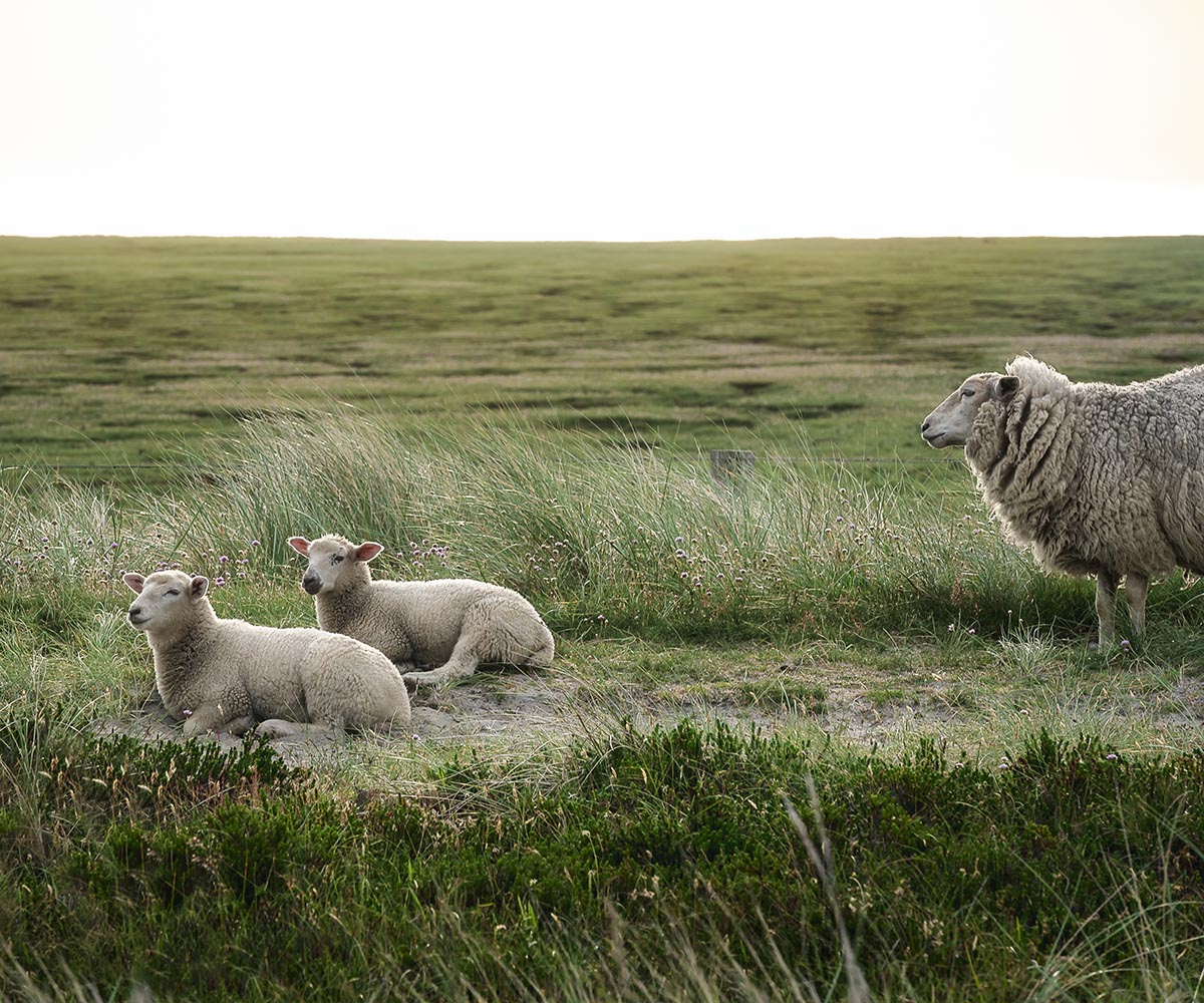 Sheep family resting in the green grass on Sylt island nature reserve. Free animals on the Wadden Sea islands